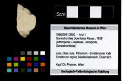 Foto (Objekt + Etikett) von Goniodromites bidentatus (Reuss, 1859)  (NHMW-GEO-1990-0041-3952)